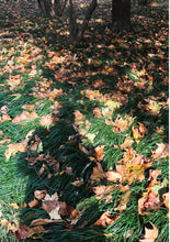 如果还有萤火虫-林得楠诗集(2017)