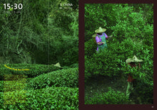 Roots of Tea by CHAGEE issue#1 The Language of Tea